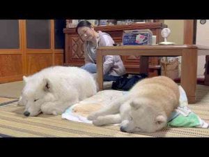 犬動画 | 柴犬を母親だと思っているサモエド、並んで一緒に寝る幸せな光景【YouTubeおすすめ】