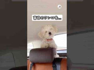 犬動画 | 盲目のワンコが安心して散歩ができるのは…｜PECO【YouTubeおすすめ】