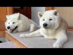 犬動画 | YouTubeを始めてから５年が経ちました。今の本音とありのままの生活と気持ちをぶちまけてみました。【YouTubeおすすめ】