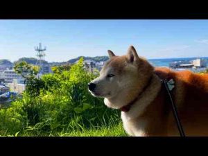 犬動画 | 見晴らしのいい場所に出るたびに、ふんふんタイムをもうける柴犬【YouTubeおすすめ】