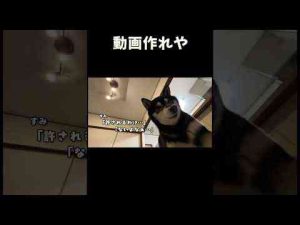 犬動画 | 動画作れやな柴犬【YouTubeおすすめ】