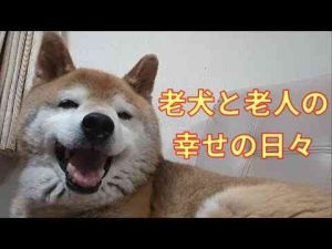 犬動画 | 【983】母の帰りを待つ柴犬さん【YouTubeおすすめ】
