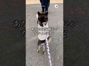 犬動画 | お散歩中、素敵なご婦人に心を奪われた黒柴さん｜PECO【YouTubeおすすめ】