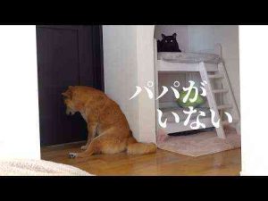 犬動画 | 柴犬の寂しげな表情…パパがいない日を癒すママの行動が素敵すぎる。【YouTubeおすすめ】