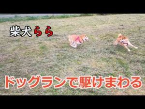 犬動画 | ドッグランで駆けまわる【YouTubeおすすめ】
