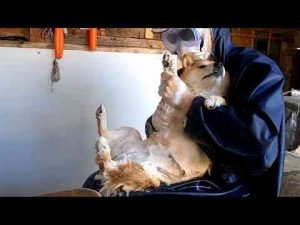 犬動画 | みんなこうやって洗っていると思っていたのに特殊すぎるとのコメントを頂いている柴犬のお風呂【YouTubeおすすめ】