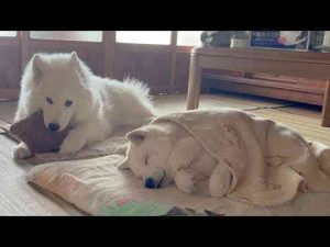 犬動画 | 大好きな家族ランキングが全然違う柴犬とサモエド【YouTubeおすすめ】