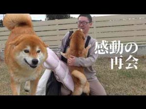 犬動画 | 柴犬が不在のパパを待つ姿が健気すぎる…おかえりなさい。【YouTubeおすすめ】