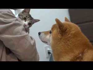 犬動画 | 柴犬は子猫がシャワーを頑張るそばで、意外な姿を見せました。【YouTubeおすすめ】