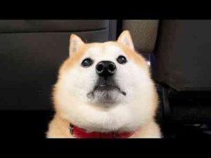 犬動画 | 虚空を見つめる柴犬【YouTubeおすすめ】