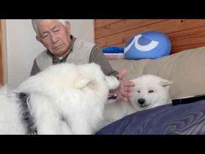 犬動画 | 柴犬専属執事ぃ、鉄壁ガードでお嬢様をお守りする。【YouTubeおすすめ】