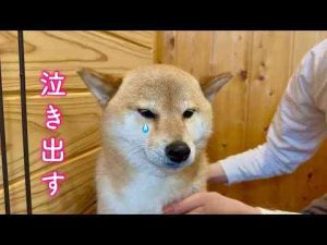 犬動画 | 派手に遊んだ旅行の後に待ち受けていたお風呂に大泣きして取り乱す柴犬【YouTubeおすすめ】