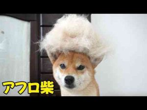 犬動画 | 換毛期はとりあえずアフロになる柴犬小夏【YouTubeおすすめ】