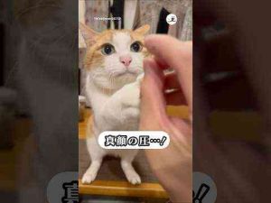 犬動画 | オヤツへの執念が愛おしすぎる｜PECO【YouTubeおすすめ】