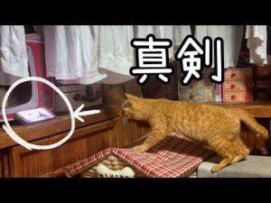 犬動画 | 競馬にハマる猫　Cat Becomes a Horse Racing Fan【YouTubeおすすめ】