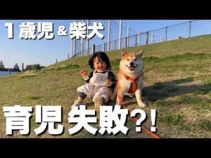 犬動画 | 子は親を映す鏡と言うけど、子は柴犬を映す鏡でもあるらしい【YouTubeおすすめ】