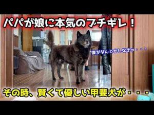 犬動画 | 甲斐犬は賢くて優しい！子供を本気で叱ったら、優しい甲斐犬がこうなりました【YouTubeおすすめ】