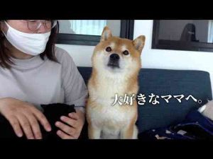 犬動画 | 柴犬とデート/大好きなママとの時間をプレゼントしたら‥世界で一番の笑顔を見せました/Vlog【YouTubeおすすめ】