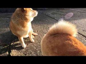 犬動画 | 朝日とモチモチパン【YouTubeおすすめ】