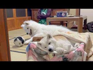 犬動画 | 大好きな人がそばにいる幸せを知っている柴犬とサモエド【YouTubeおすすめ】
