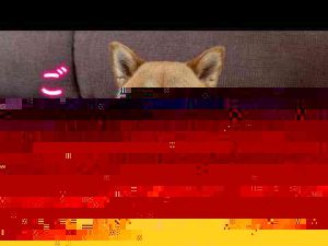 犬動画 | 【ご報告】富の検査結果について【YouTubeおすすめ】