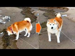 犬動画 | 小川を探検しているとつま先がちょびっと濡れてしまい、いやな気持ちになる柴犬【YouTubeおすすめ】