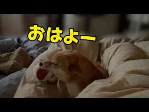 犬動画 | 【どんな夢見てたの？】寝起きで大喜びな柴犬小夏　ふりかけASMR【YouTubeおすすめ】