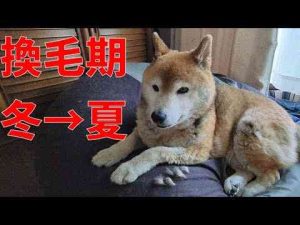 犬動画 | 【988】やって来ました！換毛期【YouTubeおすすめ】