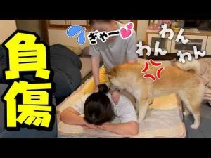 犬動画 | 娘がママをいじめてると勘違いし、柴犬がブチギレて娘が負傷する事態に…【YouTubeおすすめ】
