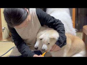 犬動画 | お姉ちゃん柴犬がやっている事が羨ましく見えてしまい、つい暴走してしまうサモエド【YouTubeおすすめ】