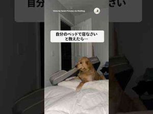 犬動画 | まさかの毎晩ベッド持ってきた｜PECO #shorts【YouTubeおすすめ】