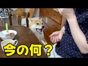 犬動画 | 【何これ・・】お裾分けが微妙だった時の柴犬小夏　妙法寺川公園【YouTubeおすすめ】