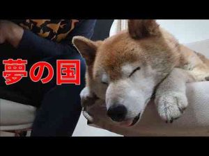犬動画 | 【989】現実の世界に引き戻される柴犬さん【YouTubeおすすめ】
