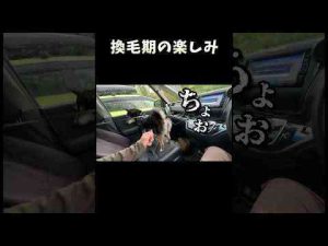 犬動画 | 換毛期の楽しみ【YouTubeおすすめ】