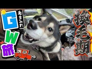 犬動画 | 換毛期の柴犬と旅をしたら大変だった(in能登)【YouTubeおすすめ】