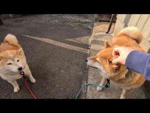 犬動画 | お勤め(散歩)帰りのマッサージには需要があります【YouTubeおすすめ】