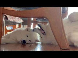 犬動画 | 添い寝ができて嬉しいデレデレなサモエドとツンデレの柴犬【YouTubeおすすめ】