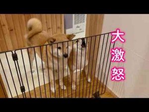 犬動画 | あまりにも遅いパパの帰宅に大激怒する柴犬が可愛い【YouTubeおすすめ】