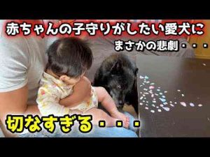 犬動画 | 大好きな赤ちゃんの子守りがしたい甲斐犬に、悲劇が・・・【YouTubeおすすめ】
