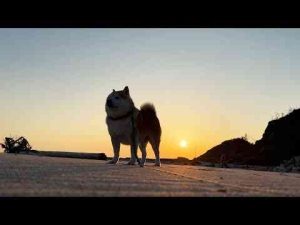 犬動画 | 近くで見るとかっこいいけど、すこし離れるとびっくりするくらい豆粒みたいな柴犬【YouTubeおすすめ】