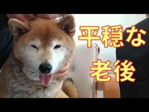 犬動画 | 【990】寂しがり屋【YouTubeおすすめ】