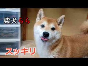 犬動画 | スッキリ【YouTubeおすすめ】