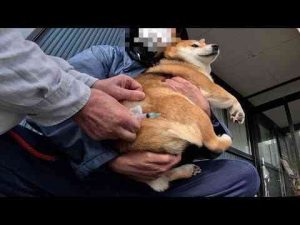 犬動画 | 【2025狂犬病予防注射】痛がりなモモさんとクールなココさんのドタバタ狂犬病予防接種【YouTubeおすすめ】