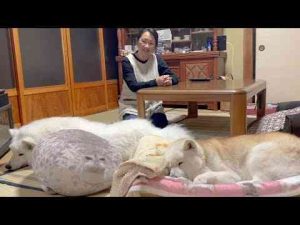 犬動画 | 仕事で一番やらかした過去最大の失敗話【雑談】【YouTubeおすすめ】
