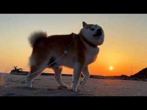 犬動画 | ８秒前まではかっこよかった柴犬【YouTubeおすすめ】