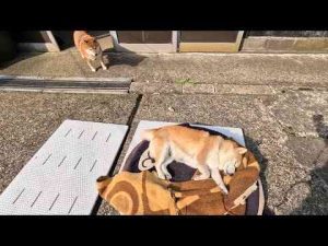 犬動画 | 2025年5月19日(月) お水飲んでいる間にクッションも毛布も取られてしまったココさん【YouTubeおすすめ】