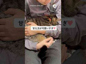 犬動画 | 爪切りがイヤだった猫ちゃん｜PECO #shorts【YouTubeおすすめ】