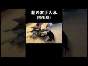 犬動画 | 朝のお手入れ【YouTubeおすすめ】