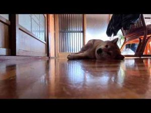 犬動画 | 客間のフローリングと一体化してコチラを見つめてくるココさん【YouTubeおすすめ】