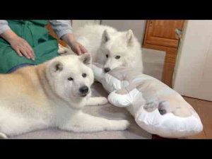 犬動画 | 視聴者さんから、とんでもなく可愛いプレゼントが届きました。【YouTubeおすすめ】